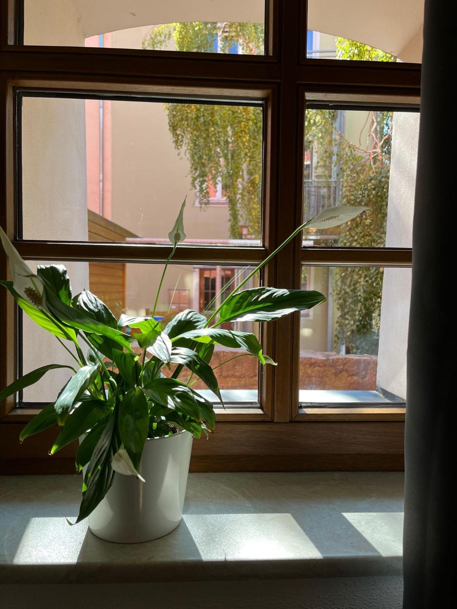 באוטזן Appartement 5 Predigergasse מראה חיצוני תמונה